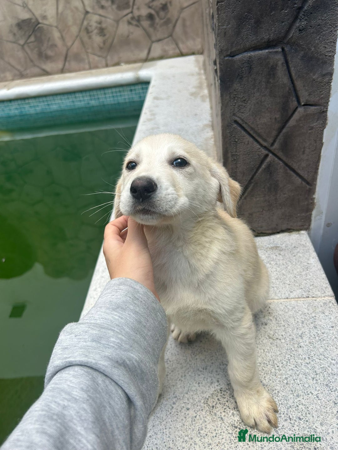 Labrador Retriever perros en venta: Labrador retriever macho  - Anuncio 4