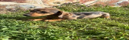 Teckel Miniatura perros en venta: Teckel miniatura  - Anuncio 7