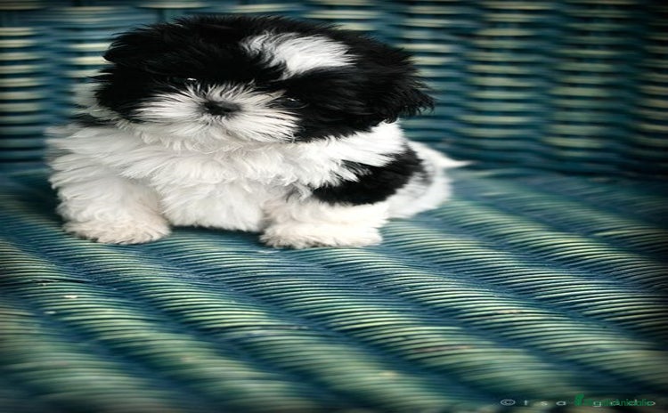 Shih Tzu perros - Propaganda 1