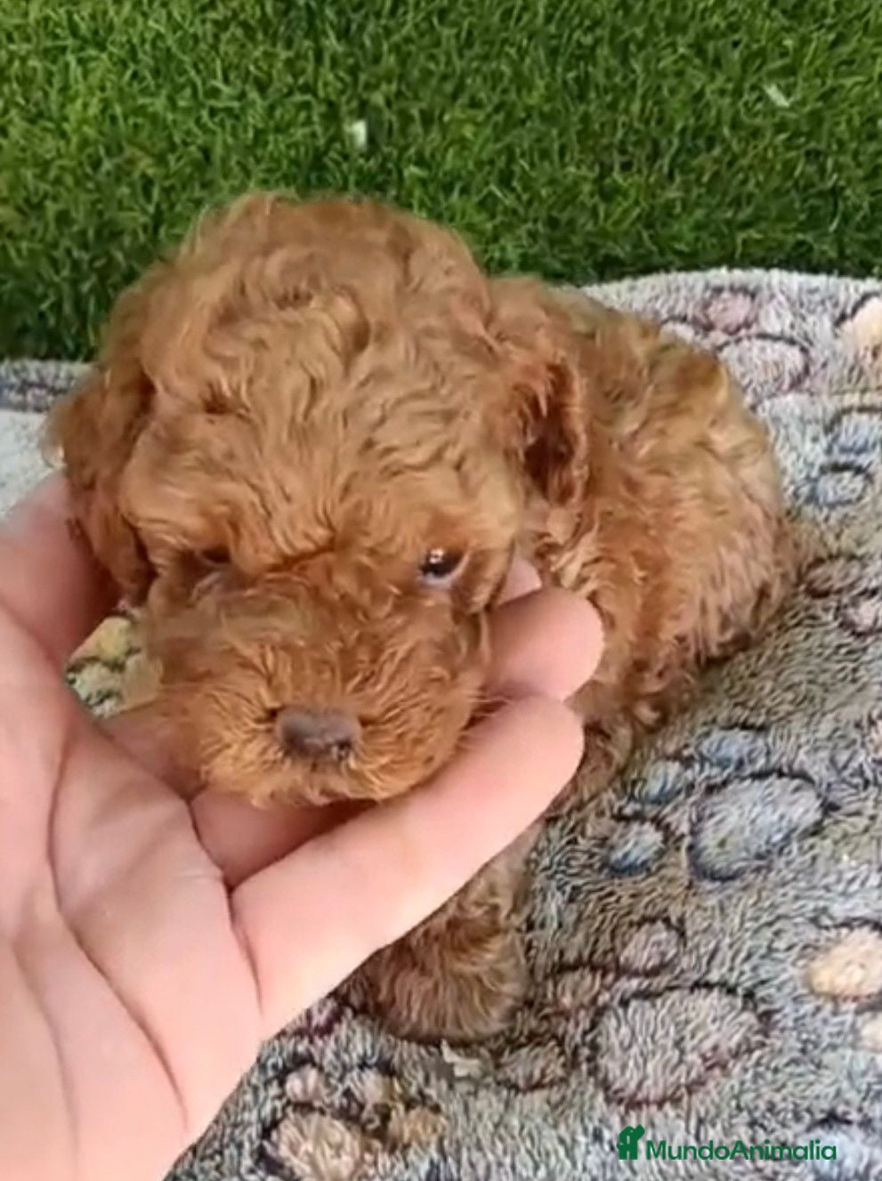 Caniche Toy perros Último machito toy rojo - Anuncio 1