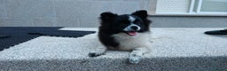 Pomerania perros en venta: Se vende Lulu de pomerania  - Anuncio 3