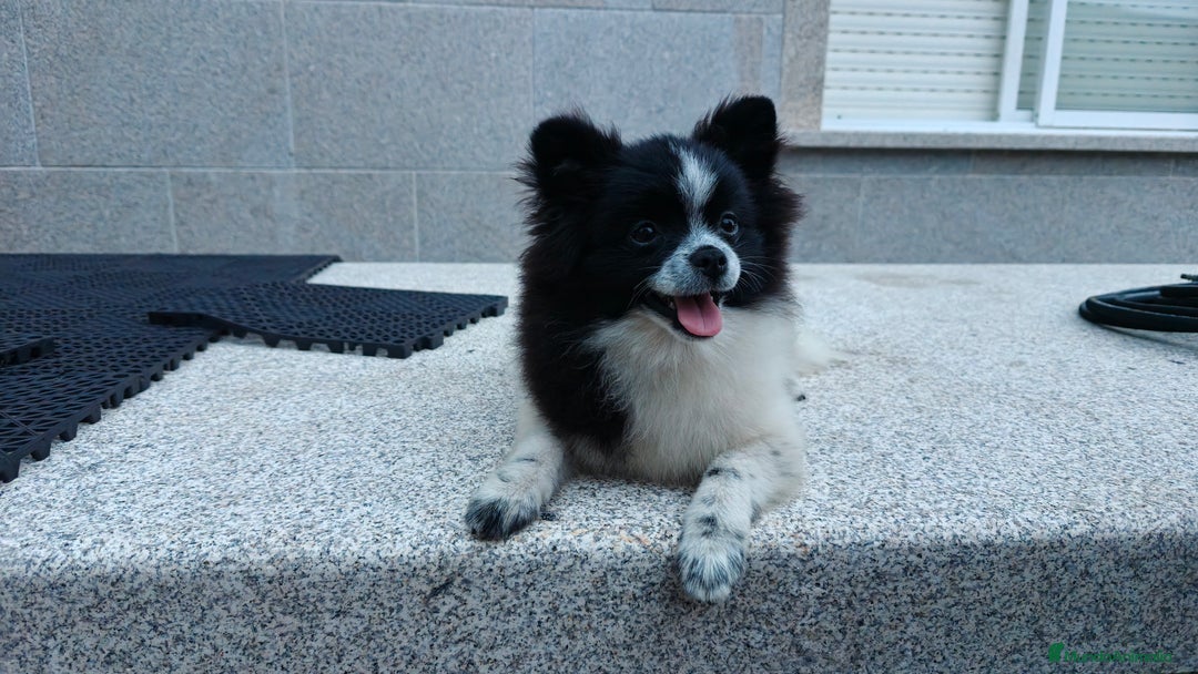 Pomerania perros en venta: Se vende Lulu de pomerania  - Imagen 3
