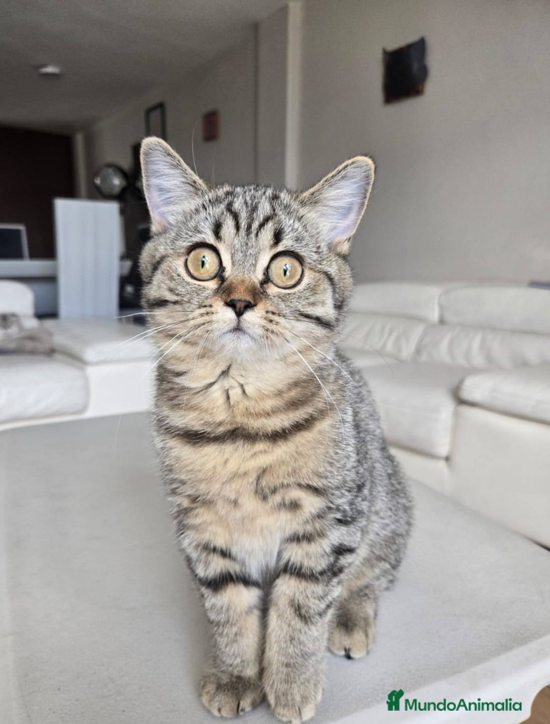 Británico de Pelo Largo gatos en venta: gatos british long hair - Anuncio 1