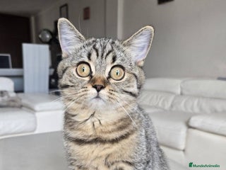 Británico de Pelo Largo gatos gatos british long hair - Anuncio 5