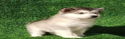 Alaskan Malamute perros en venta: Alaskan Malamute - Anuncio 5