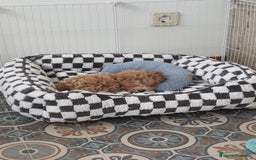 Maltipoo perros en venta: Maltipoo toy  - Imagen 5
