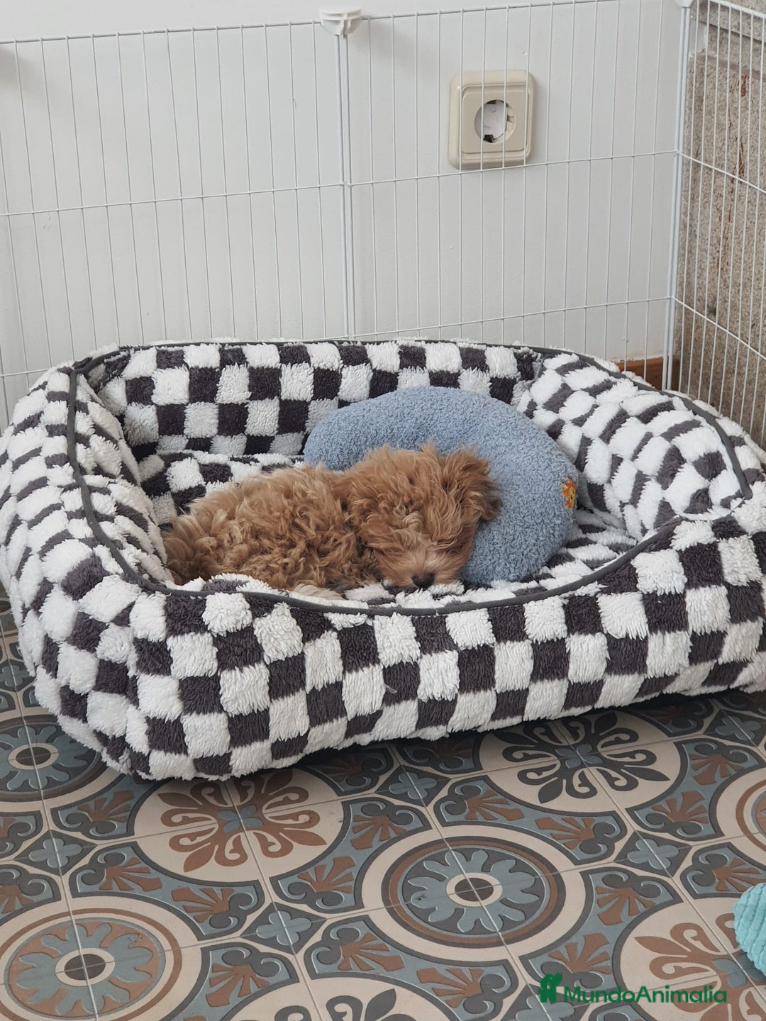 Maltipoo perros en venta: Maltipoo toy  - Imagen 5