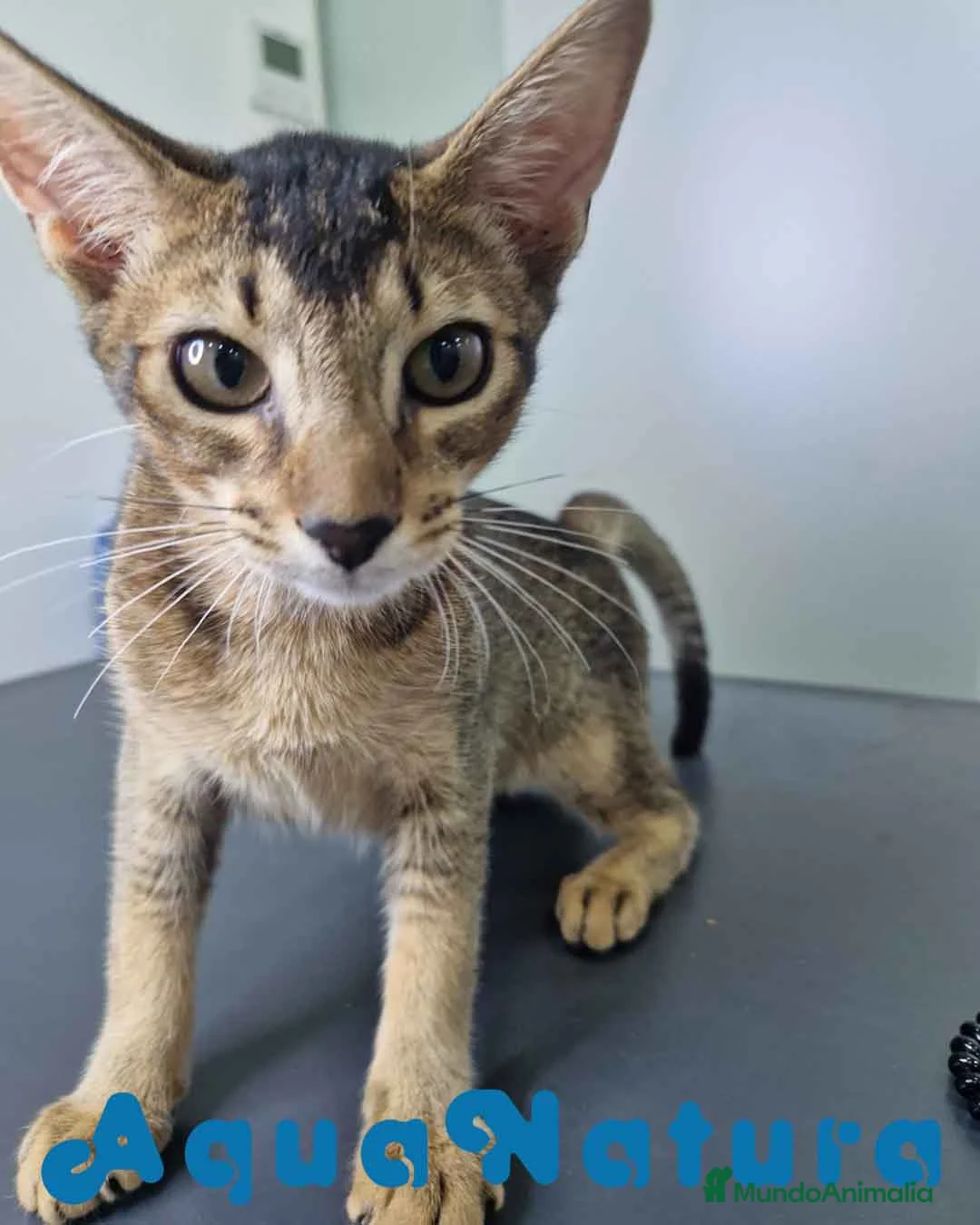 Abisinio gatos en venta: Abisinio Macho de Santa 1835 AQUANATURA - Anuncio 2