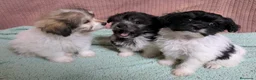 Bichón Habanero perros en venta: Machitos de bichon habanero - Anuncio 7