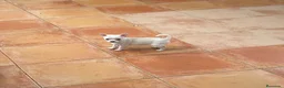 Chihuahua perros en venta: Pequeña chihuahua blanca🐾💖 - Anuncio 1