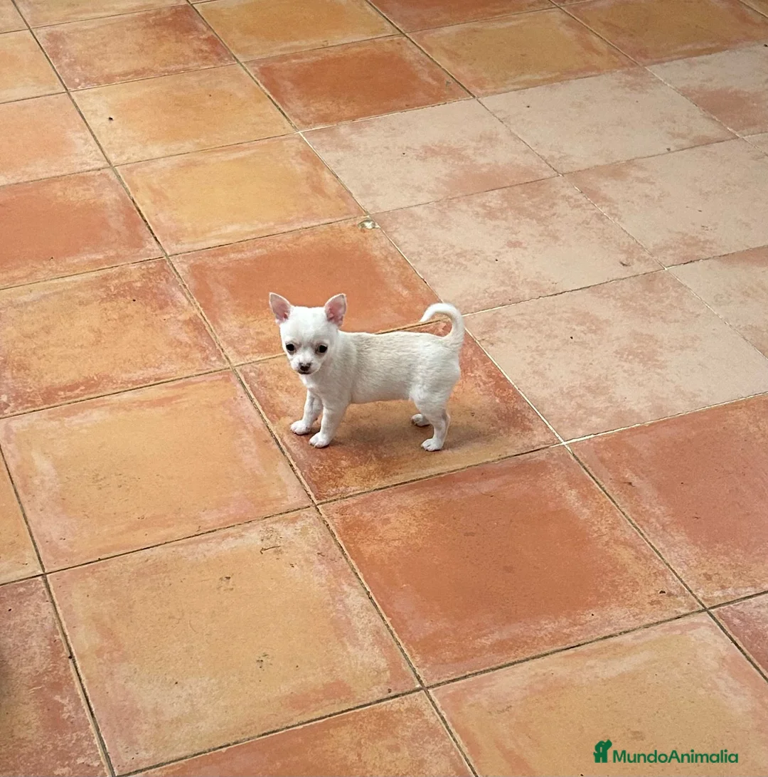 Chihuahua perros en venta: Pequeña chihuahua blanca🐾💖 - Anuncio 1