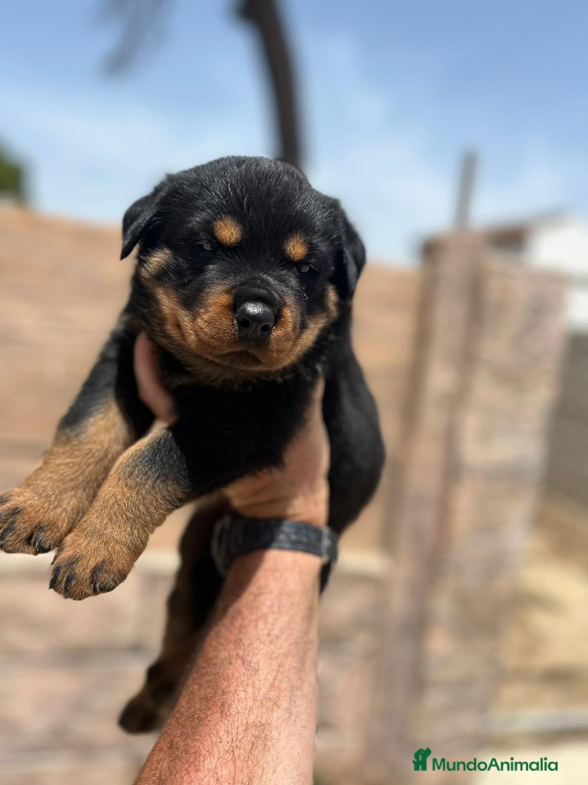 Rottweiler perros Rottweiler - Anuncio 1