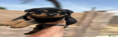 Rottweiler 1
