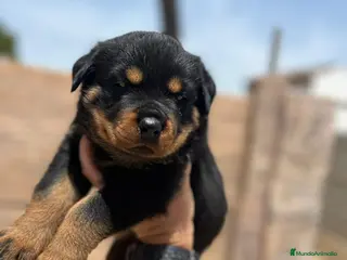 Rottweiler perros Rottweiler - Anuncio 1