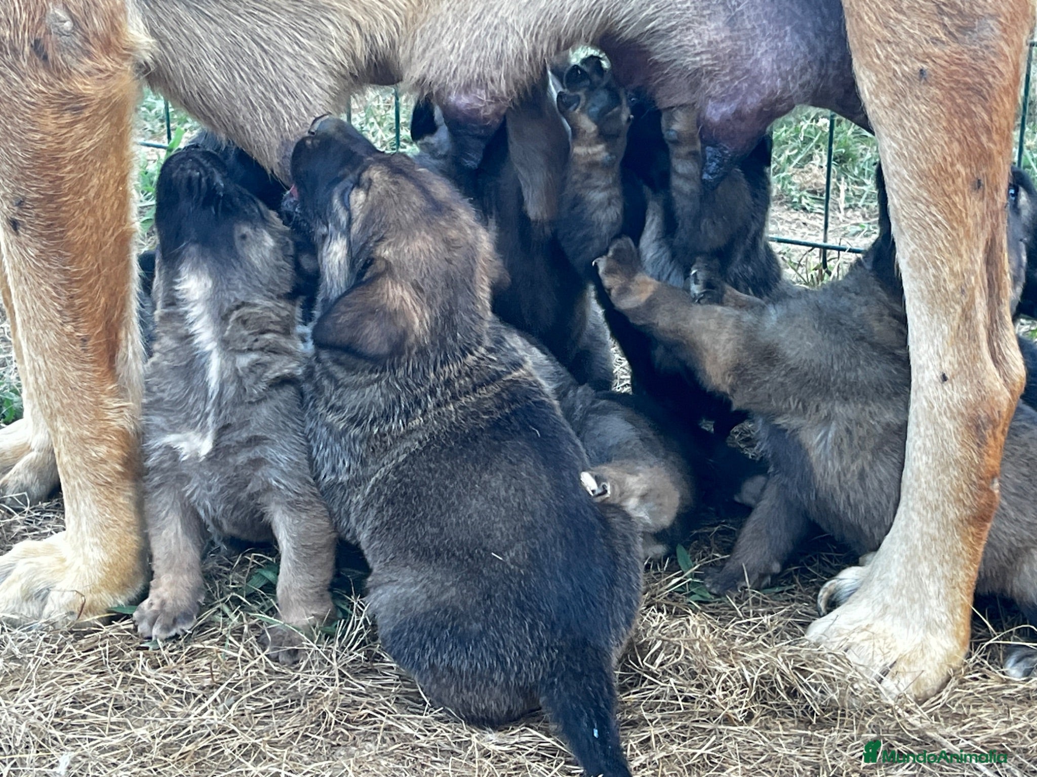 Mastín Español perros Cachorros Mastín Esapañol Ganadero - Anuncio 1