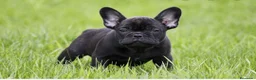 Bulldog Francés perros en venta: Bulldog francés  - Anuncio 2