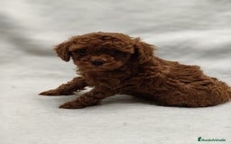 Caniche Toy perros en venta: Cachorros caniche toy - Anuncio 3