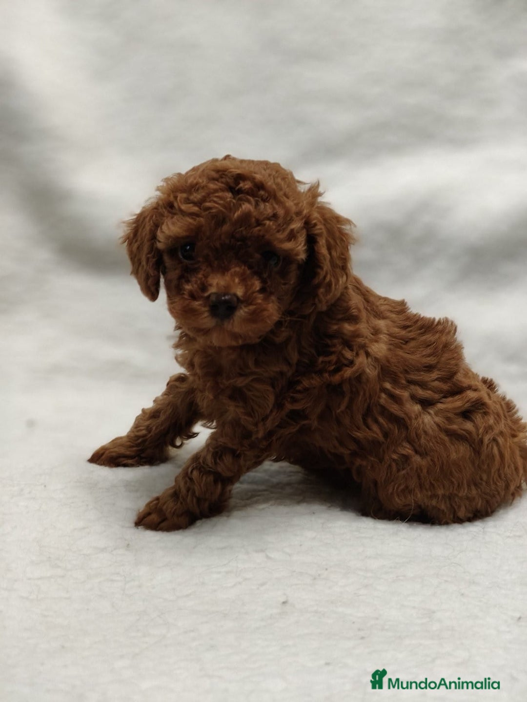 Caniche Toy perros en venta: Cachorros caniche toy - Anuncio 3