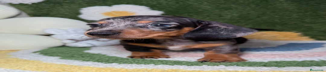 Teckel Cachorro 1