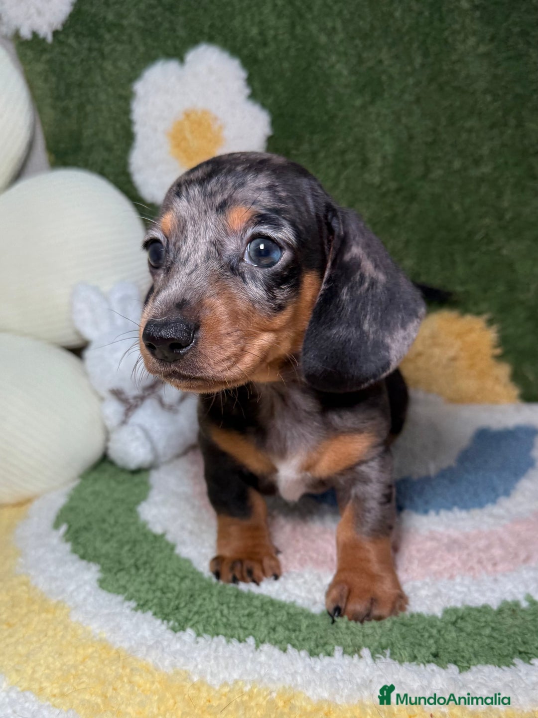 Teckel perros en venta: Teckel Kaninchen arlequín hembra  - Imagen 3
