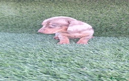 Teckel Miniatura perros en venta: Teckel H.Arlequin Chocolate - Anuncio 1