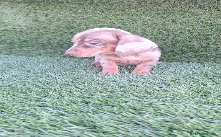 Teckel Miniatura perros Teckel H.Arlequin Chocolate - Anuncio 2