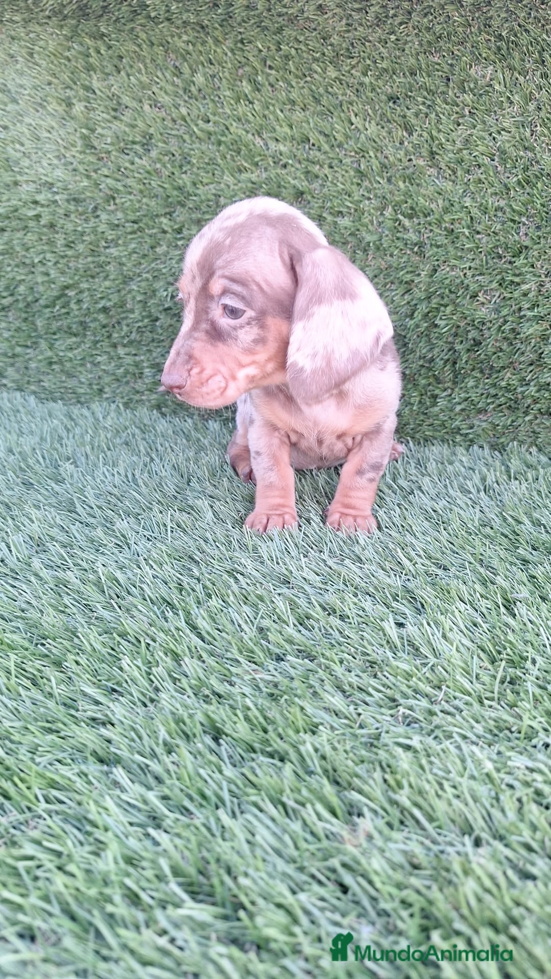 Teckel Miniatura perros en venta: Teckel H.Arlequin Chocolate - Anuncio 1