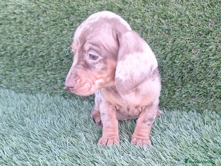 Teckel Miniatura perros Teckel H.Arlequin Chocolate - Anuncio 1