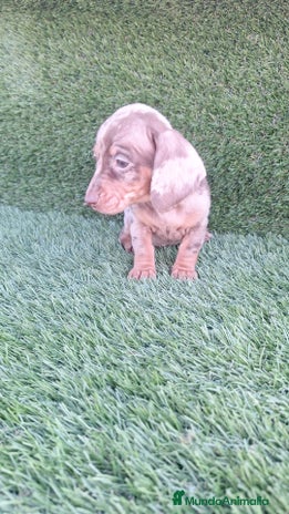 Teckel Miniatura perros Teckel H.Arlequin Chocolate - Anuncio 1