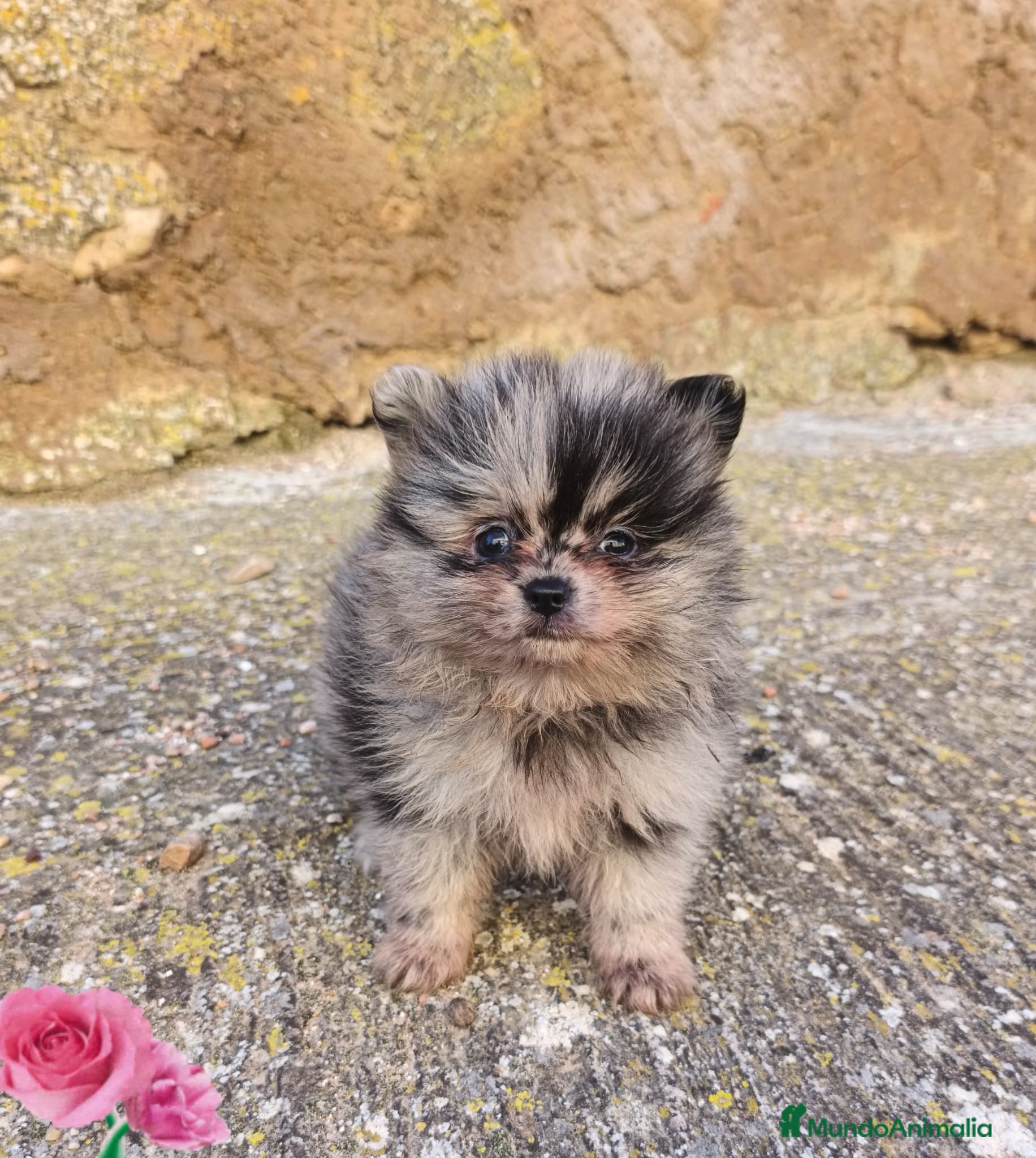 Pomerania perros Pomerania merle  - Anuncio 2