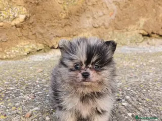 Pomerania perros Pomerania merle - Anuncio 2