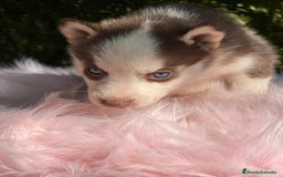 Husky Siberiano perros en venta: Husky siberiano  - Imagen 2