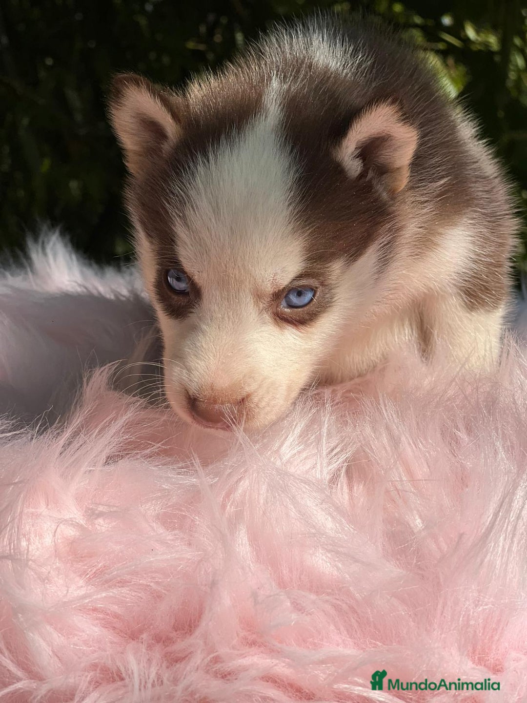 Husky Siberiano perros en venta: Husky siberiano  - Imagen 2
