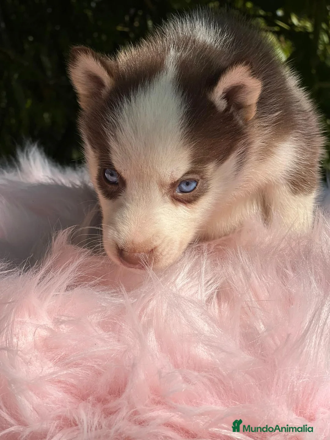 Husky Siberiano perros en venta: Husky siberiano  - Anuncio 2