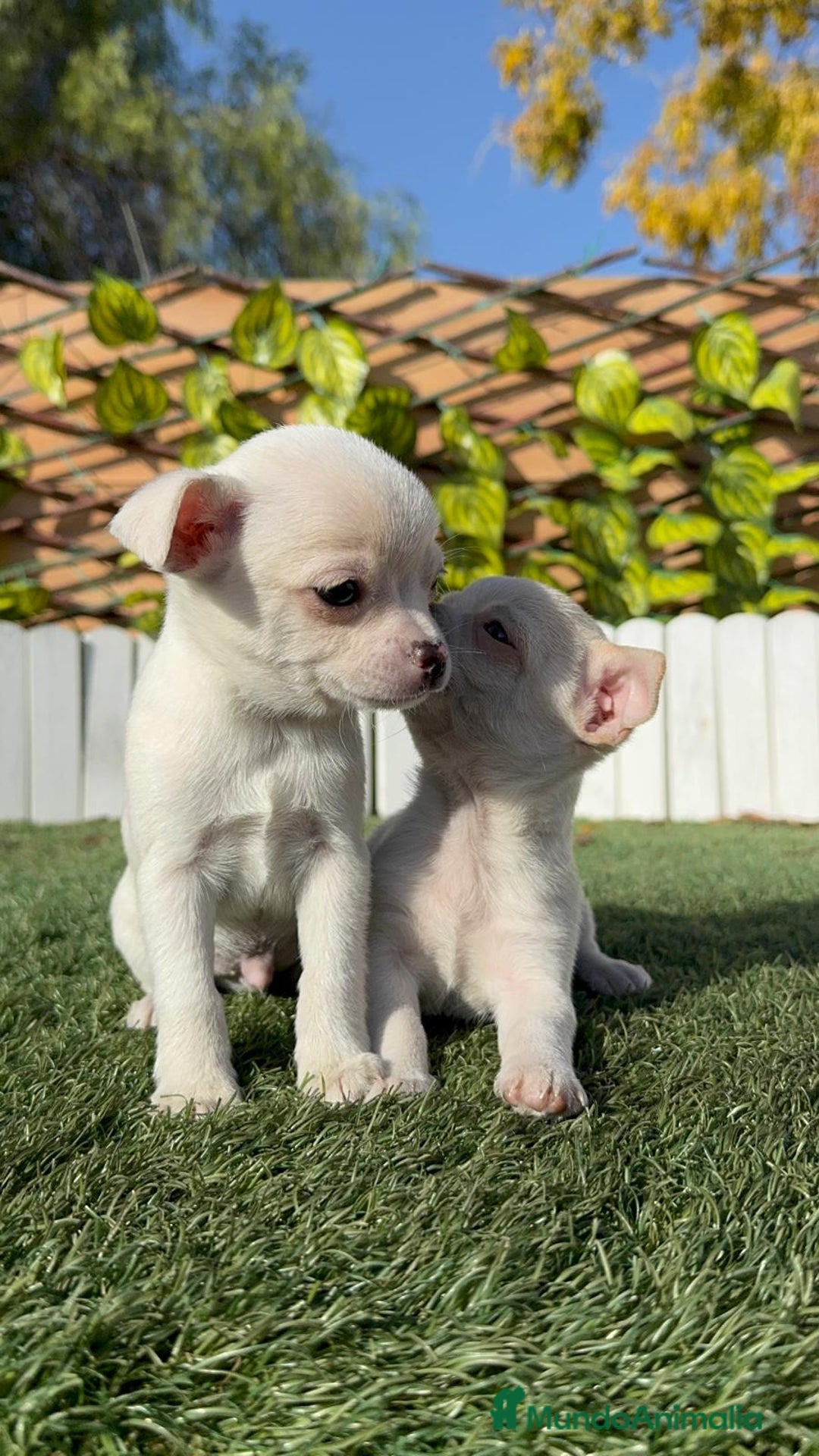 Chihuahua perros en venta: CHIHUAHUA MACHO - Anuncio 24