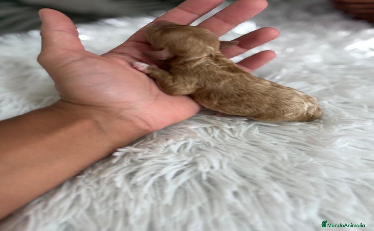 Caniche Toy perros - Anuncio 1