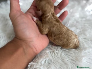 Caniche Toy perros - Anuncio 17