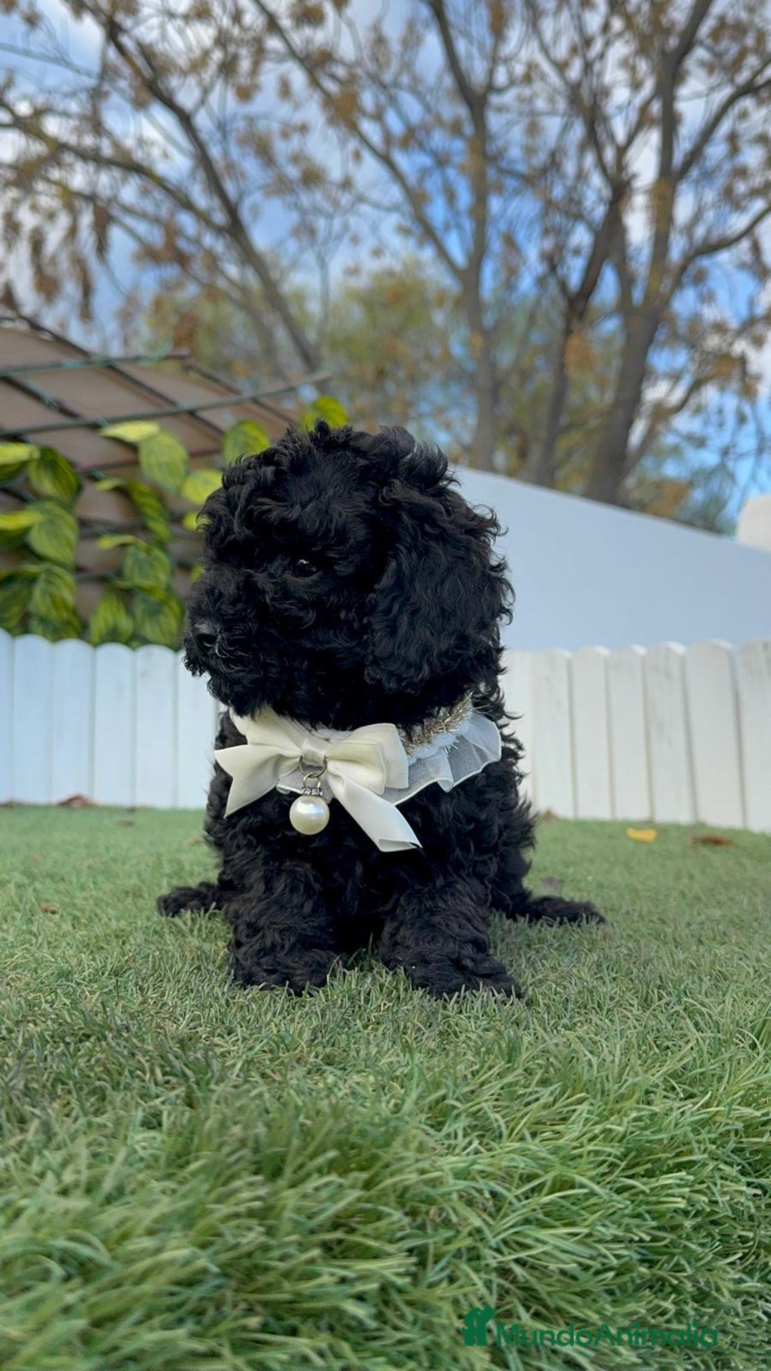 Caniche Toy perros en venta: CANICHE TOY MACHO - Anuncio 7