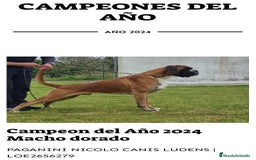 Boxer perros en venta: Boxer - Imagen 17