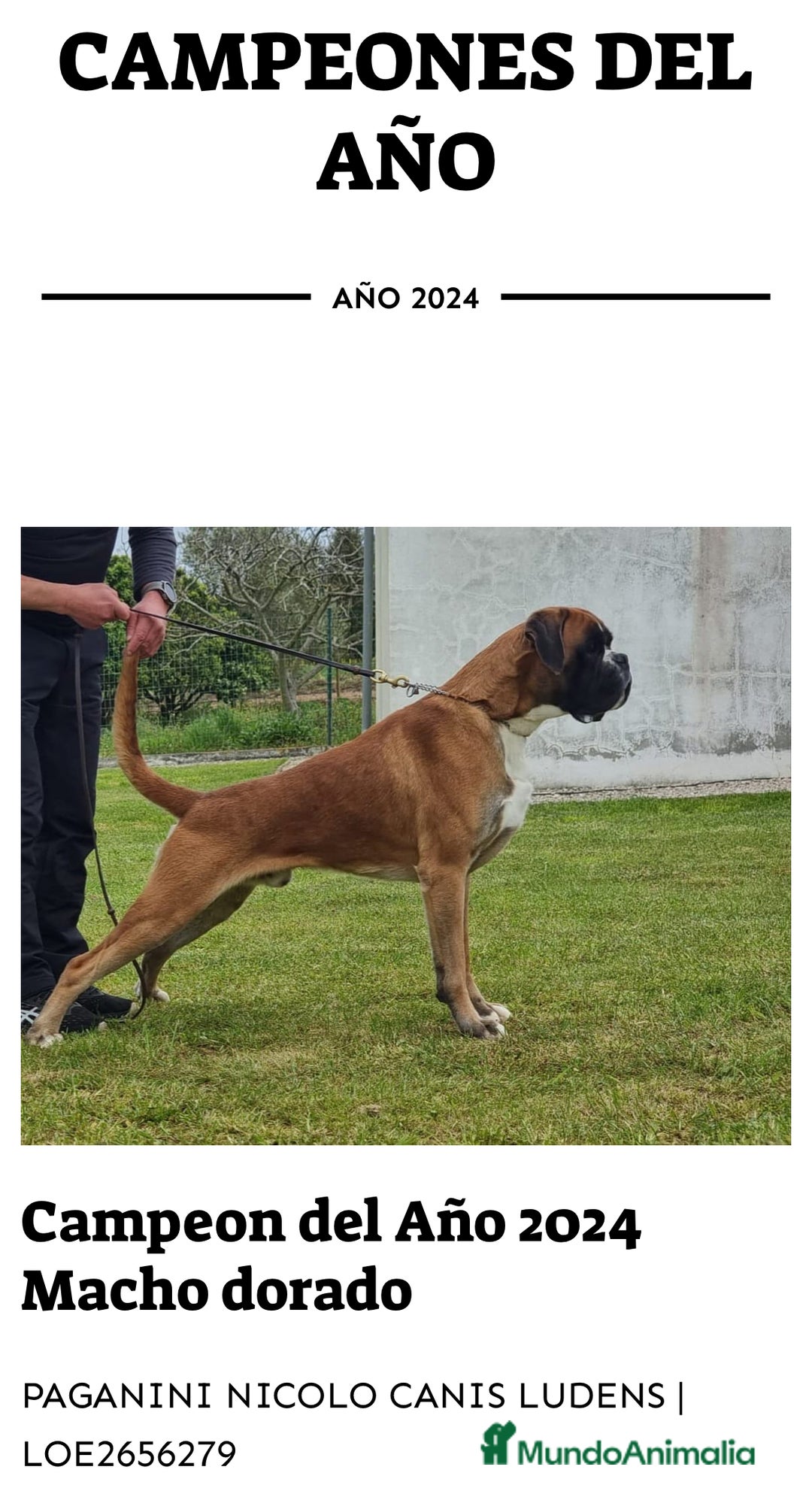 Boxer perros en venta: Boxer - Imagen 17