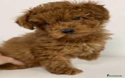 Caniche Enano perros en venta: CANICHE - Imagen 1