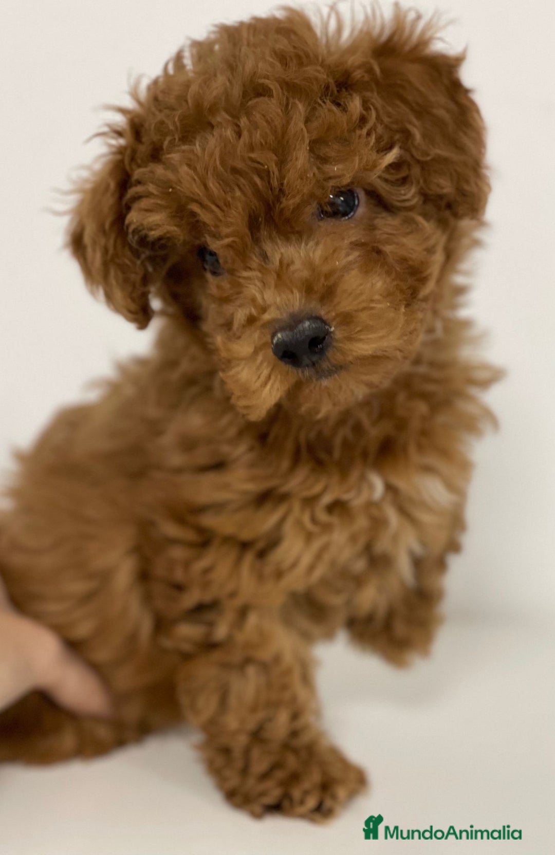 Caniche Enano perros en venta: CANICHE - Imagen 1