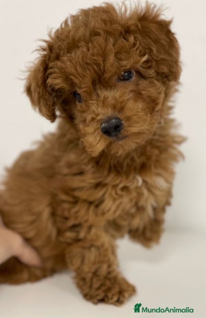 Caniche Enano perros - Anuncio 2