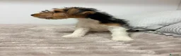 Fox Terrier de Pelo Duro perros en venta: Fox Terrier de pelo duro - Anuncio 10