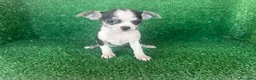 Chihuahua perros en venta: chihuahua - Anuncio 2