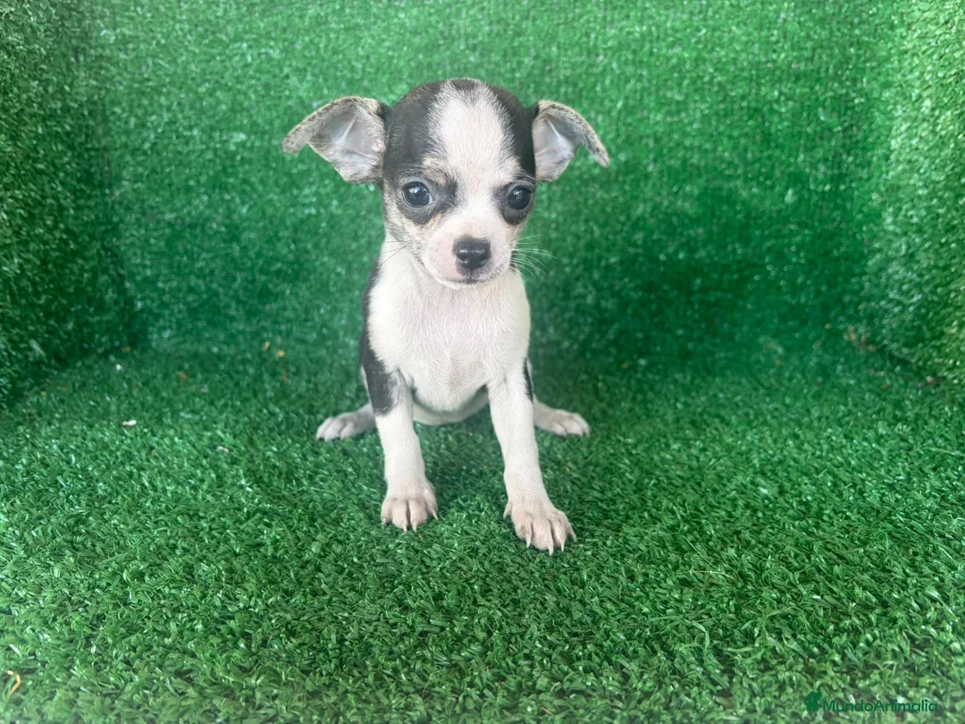 Chihuahua perros en venta: chihuahua - Anuncio 2