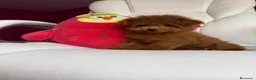 Caniche Toy perros en venta: Caniche toy simpáticos y diminutos cachorritos!! - Anuncio 11