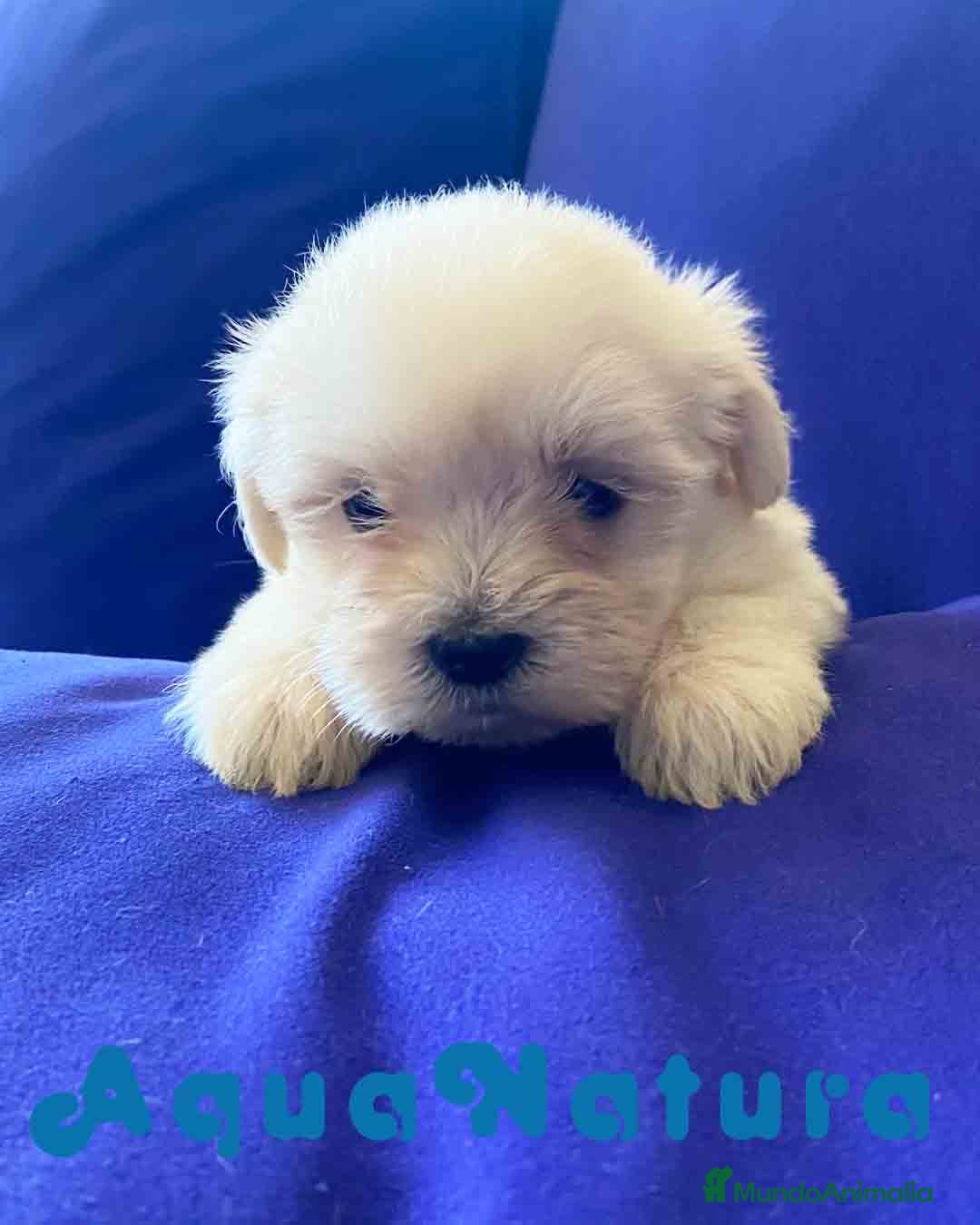 Bichón Habanero perros Bichon Habanero Hembra 3966 de Locaty - AQUANATURA en Barcelona - Anuncio 2