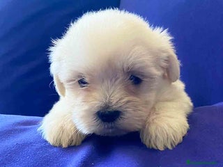 Bichón Habanero perros en Barcelona - Anuncio 21