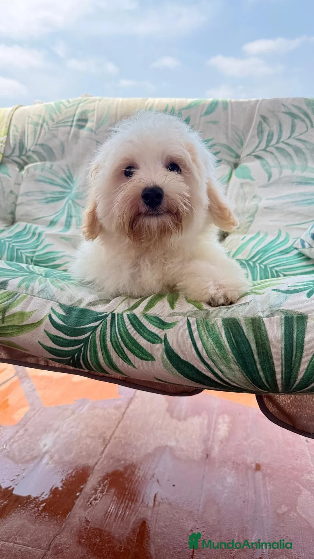 Bichón Maltés perros en venta: Cachorito de maltes de 3 meses - Anuncio 2